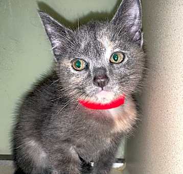 Photo of Siracha