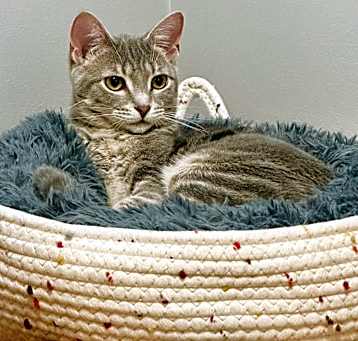 Photo of Gumdrop