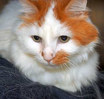 Photo of Tabby