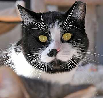 Photo of Lyle