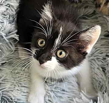 Photo of Darcy