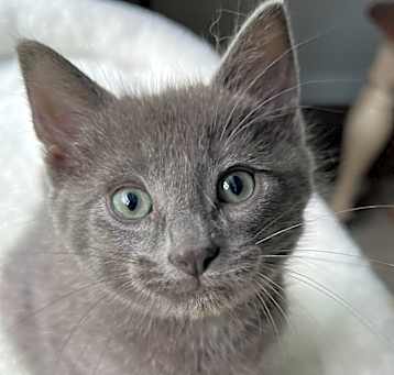 Photo of Cosmo