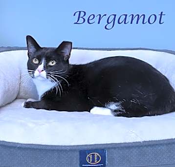 Photo of Bergamot C25-083