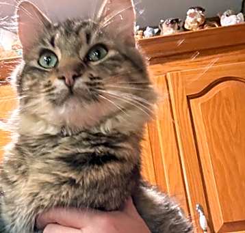 Photo of Simba