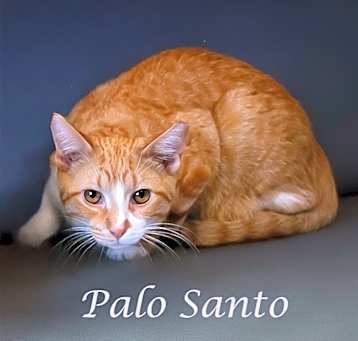 Photo of Palo Santo C25-082