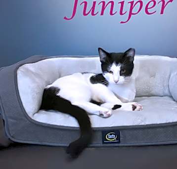 Photo of Juniper C25-080