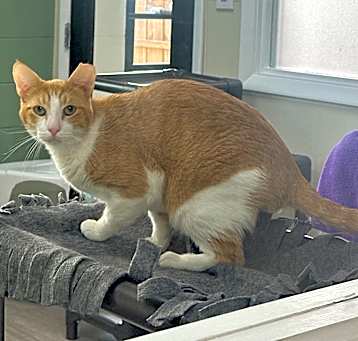 Photo of Maverick