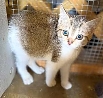 Photo of Coconut 23C-0089