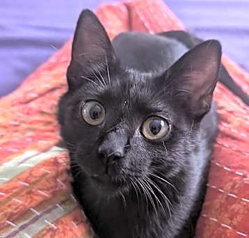 Photo of Nicks