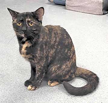 Photo of Chula! Beautiful Torti!