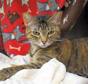 Photo of Paisley Bean