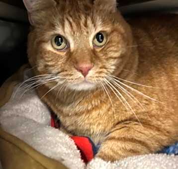 Photo of Mustard