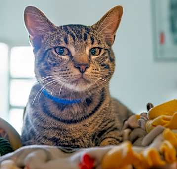 Photo of Dexter