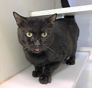 Photo of SHADOW