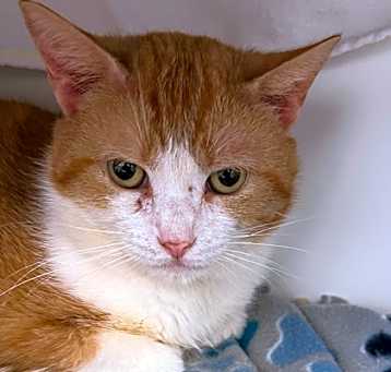 Photo of Kitty Lap Cat