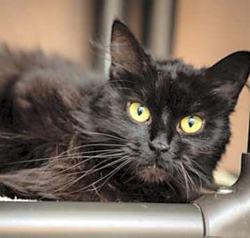 Photo of Silvie