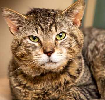 Photo of Big Boy