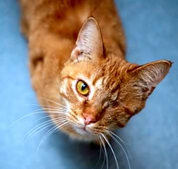 Photo of Pretzel