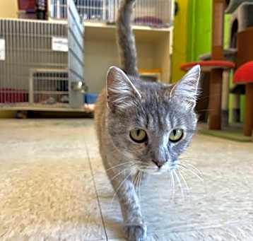Photo of HoneyBee