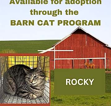 Photo of ROCKY BARN CAT