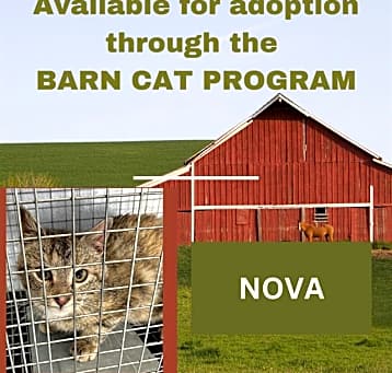 Photo of NOVA BARN CAT