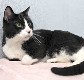 Photo of Mr. Kitty