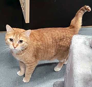 Photo of Reuben! Handsome Orange Boy!