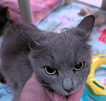 Photo of Poppy (25-260)