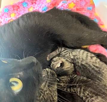 Photo of Monkey Kitten 1