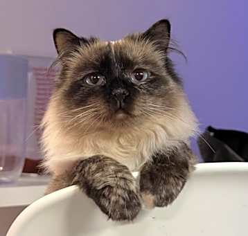 Photo of Giselle