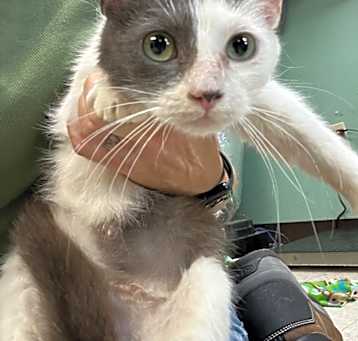 Photo of The Cat that Jane Likes - Adoptable Awaiting S/N