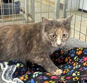 Photo of Meeka