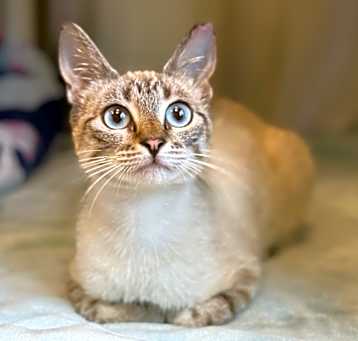 Photo of INDIGO GIRL