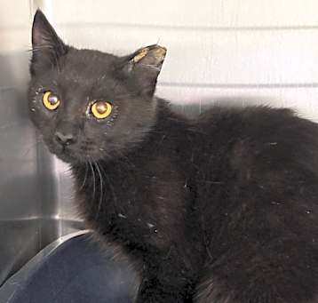 Photo of Merlin