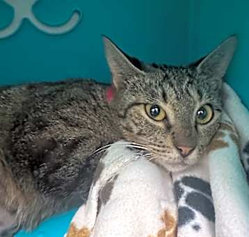 Photo of Suzette