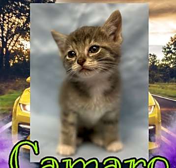 Photo of Camaro