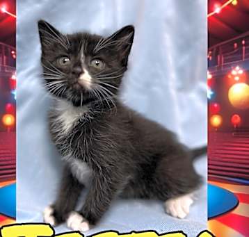 Photo of Jester