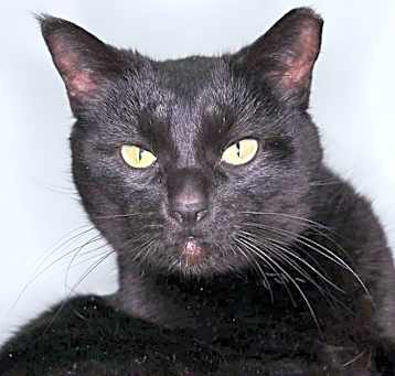 Photo of Coco