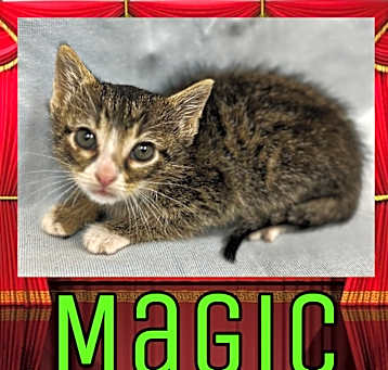 Photo of Magic