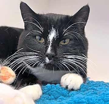 Photo of Fig
