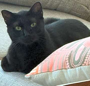 Photo of Angus