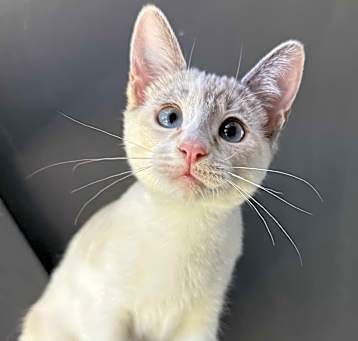 Photo of Pixie Pawlite