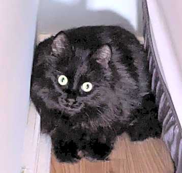 Photo of Ravenpaw