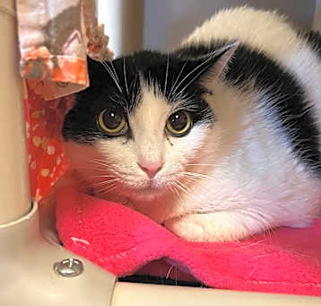Photo of Constance- Regal resident, adoption fees waived!