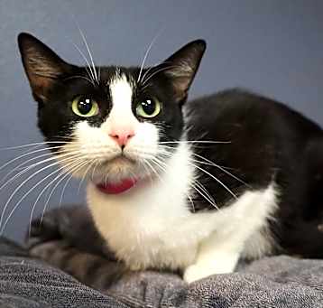 Photo of Saffron