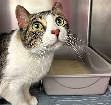Photo of Cookie