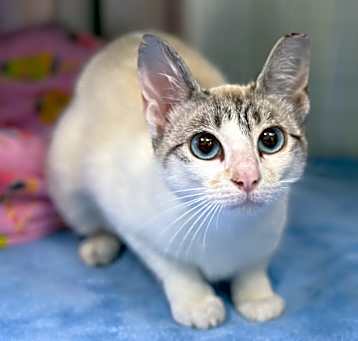 Photo of SAPPHIRE