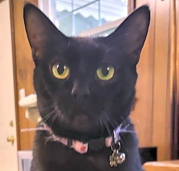 Photo of Miss Kitty