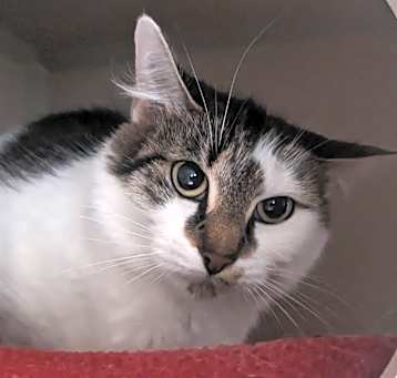 Photo of Pebbles 
