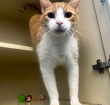 Photo of Ron